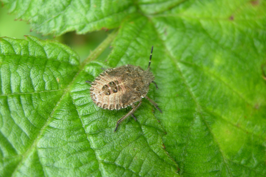 Heteroptera: neanidi